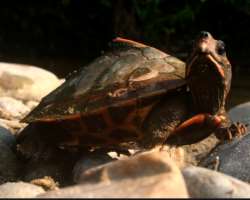 The park has protected many endangered species like a hispid hare, Assam roofed turtle, and many more. Also popular for wild water buffalo.